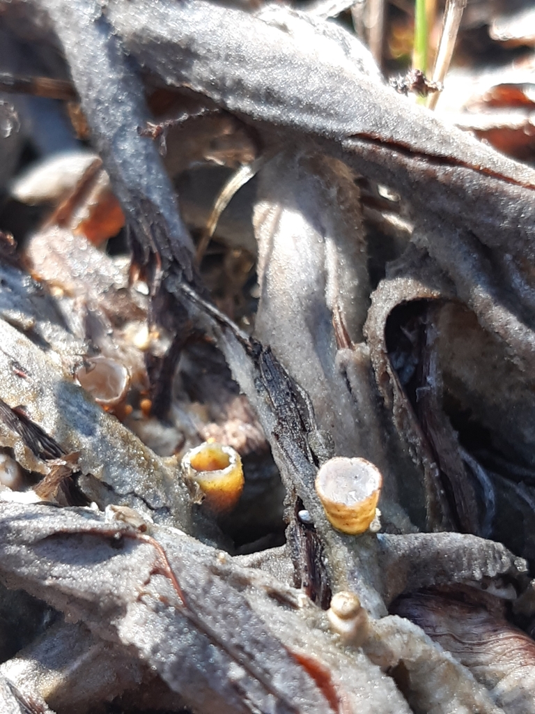 Crucibulum simile · May 2025 · photo: © georgecox (iNaturalist, cc0)