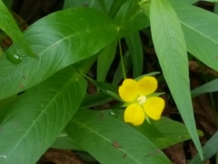 Ludwigia alternifolia