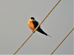 Cecropis senegalensis