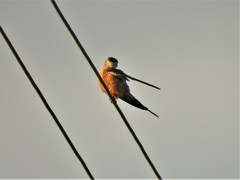 Cecropis senegalensis