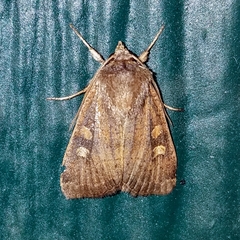 Xestia xanthographa