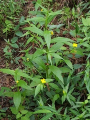Ludwigia alternifolia