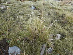 Rytidosperma setifolium