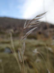 Rytidosperma setifolium