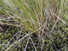 Rytidosperma setifolium