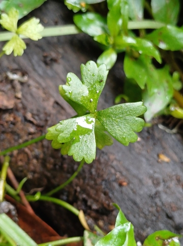 Image of Ranunculus amphitrichus by no rights reserved