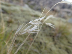 Rytidosperma setifolium