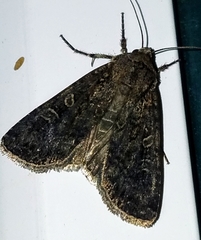 Apamea devastator