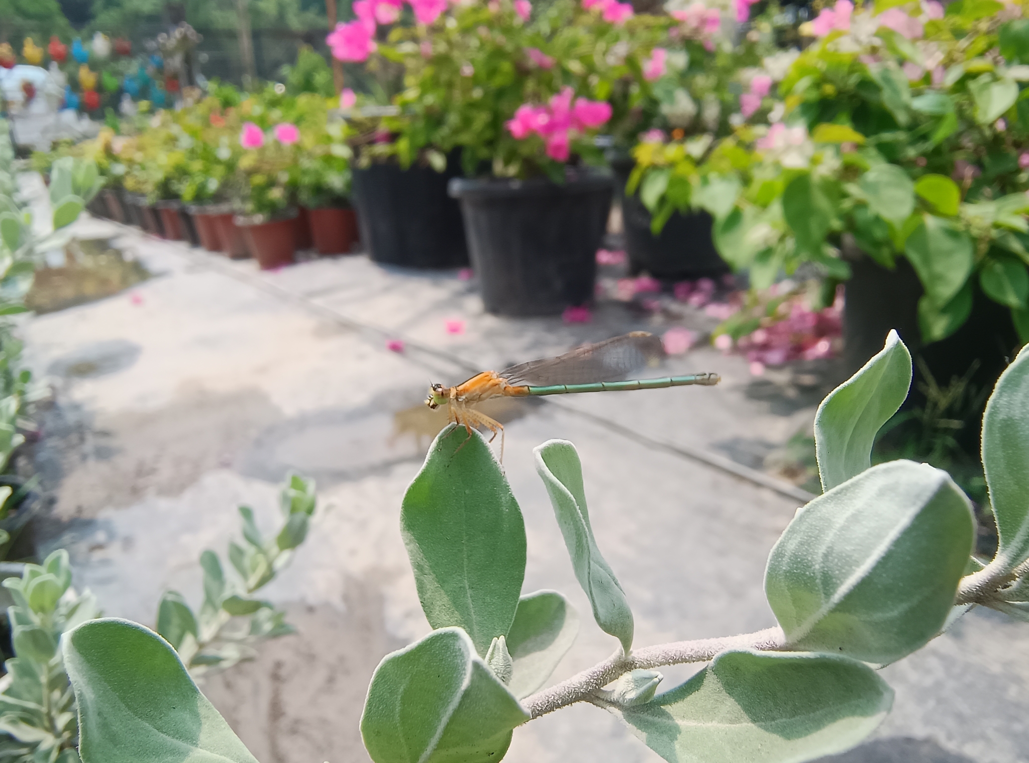 Tropical Bluetail