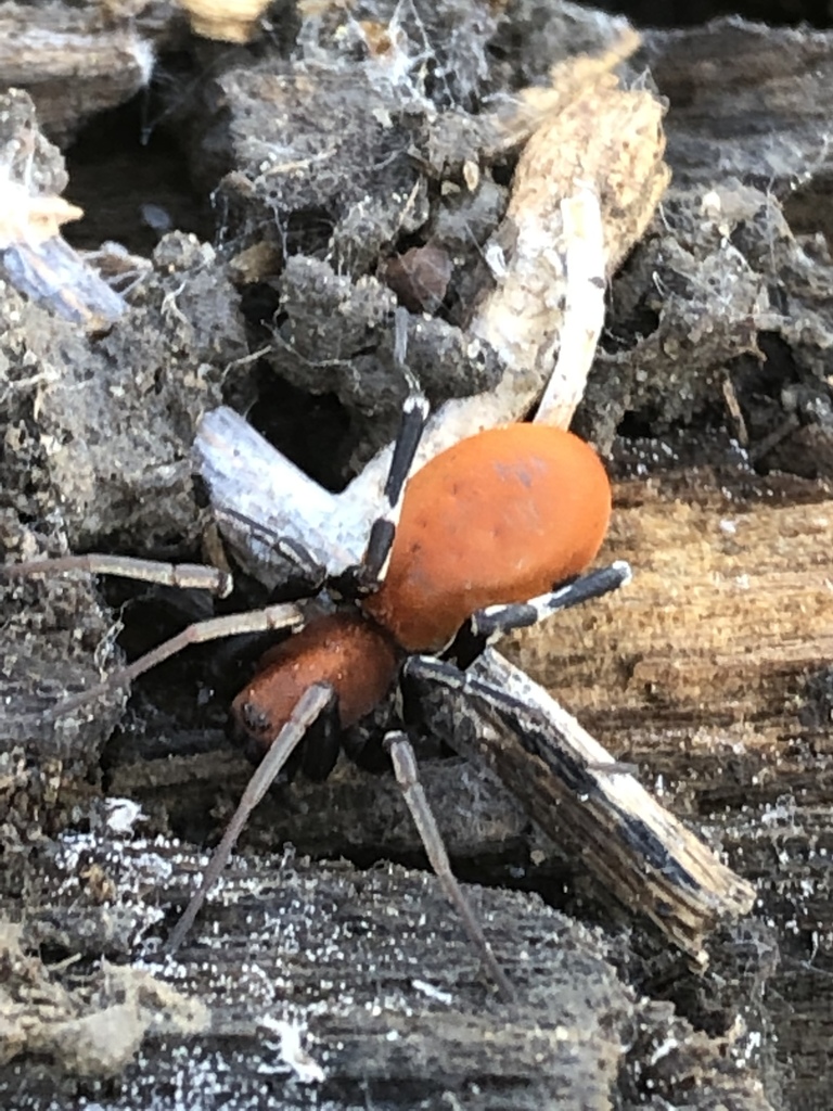 Prairie Ant-mimic Corinne Spider