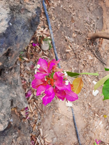 Bougainvillea glabra