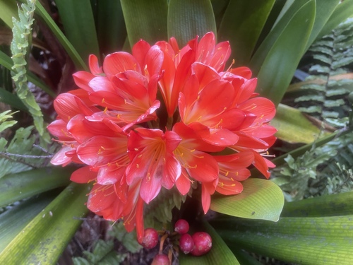 Clivia miniata