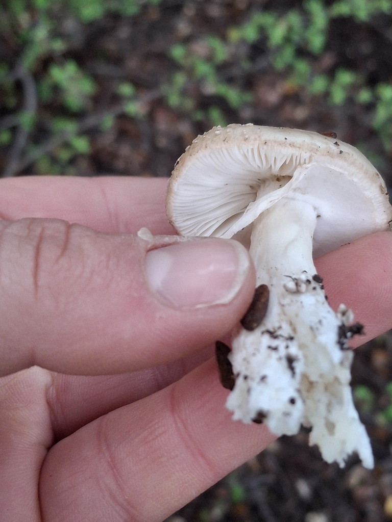 Amanita australis · May 2025 · photo: © jupal04 (iNaturalist, cc-by)