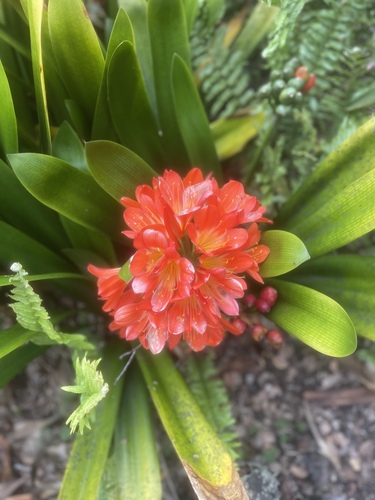 Clivia miniata