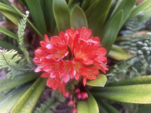 Clivia miniata