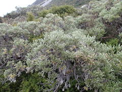 Brachyglottis cassinioides