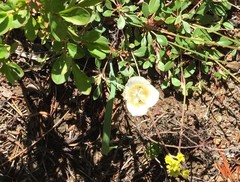 Calochortus subalpinus