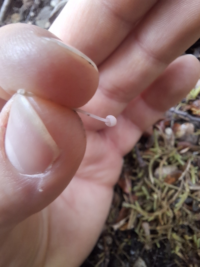Mycena stevensoniae