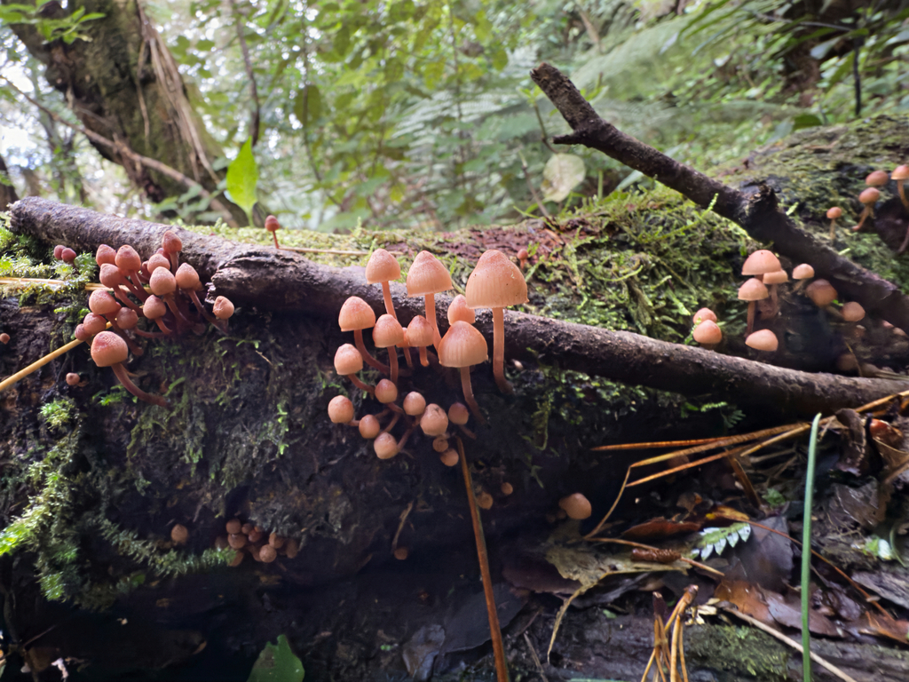 Mycena parsonsii · May 2025 · photo: © jeremy_rolfe (iNaturalist, cc-by)