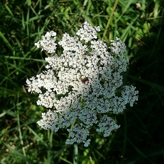 Daucus carota