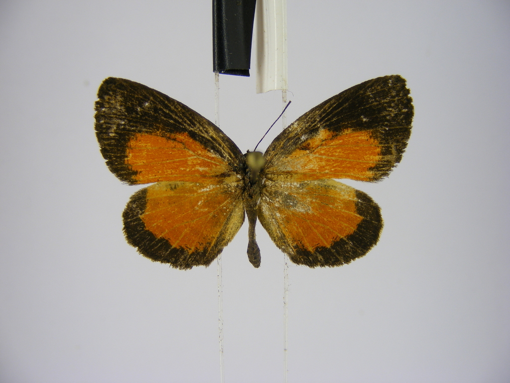 Liptena congoana