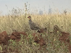 Pternistis leucoscepus