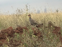 Pternistis leucoscepus