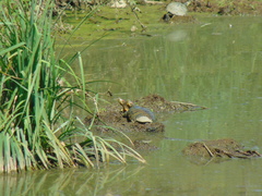 Trachemys scripta
