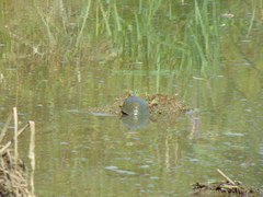 Trachemys scripta