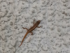 Cnemaspis mysoriensis