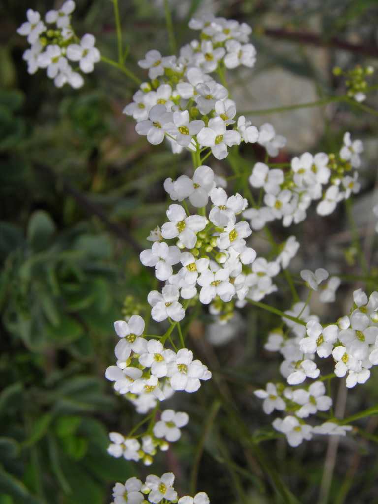 Bornmuellera emarginata