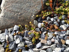 Veronica decora