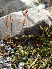 Veronica decora