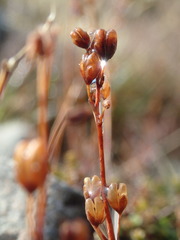 Veronica decora