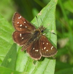 Piruna polingii
