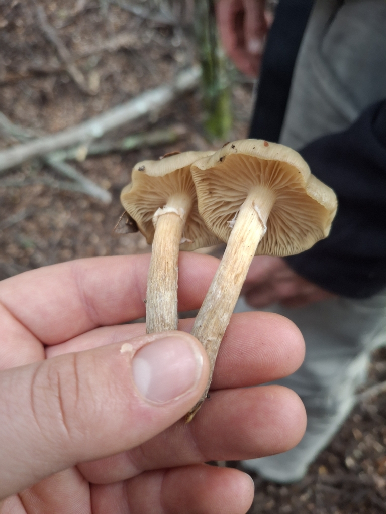 Armillaria novae-zelandiae · May 2025 · photo: © jupal04 (iNaturalist, cc-by)