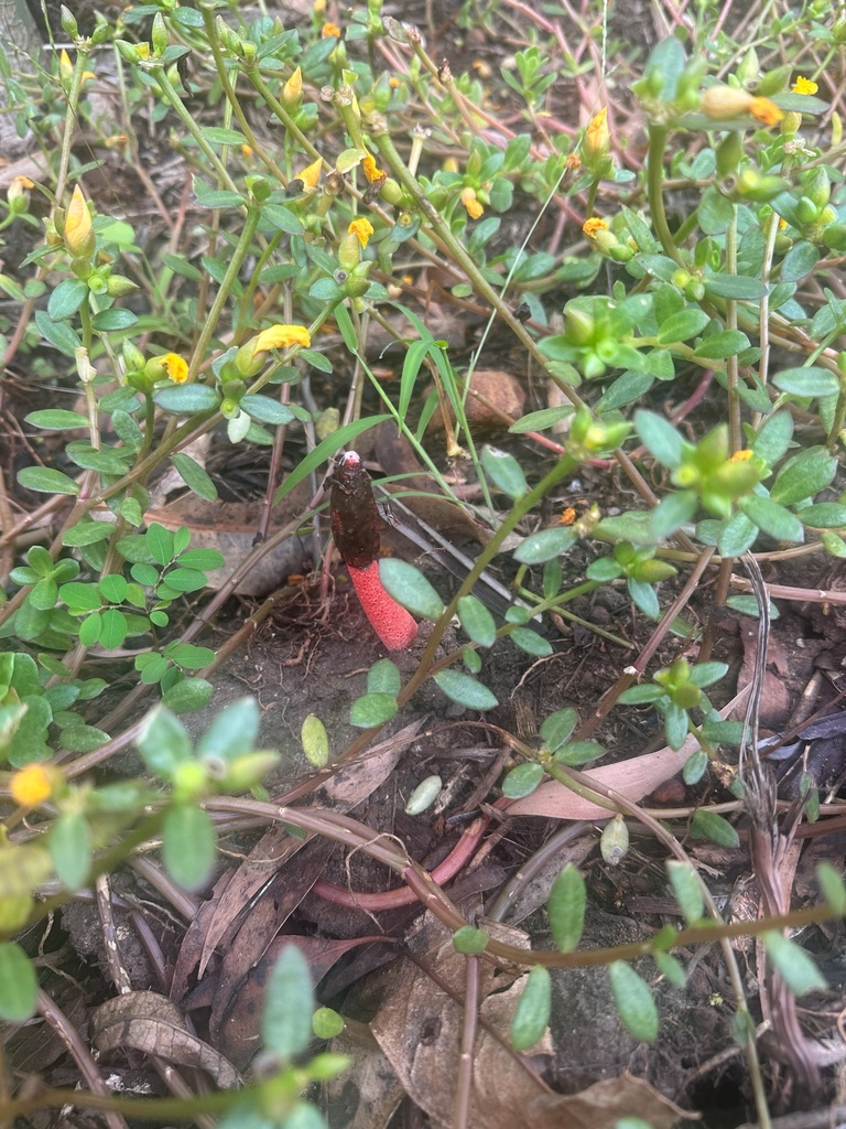 Satyrus rubicundus · May 2025 · photo: © samwesty (iNaturalist, cc-by)