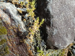 Stellaria gracilenta