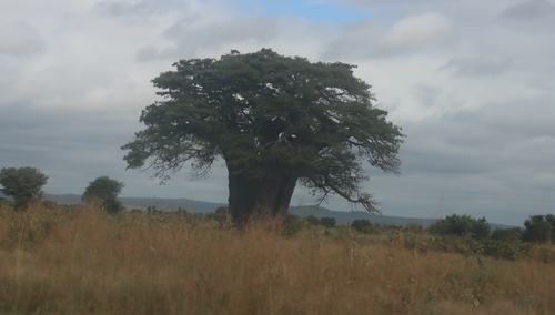 African baobab