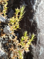 Stellaria gracilenta