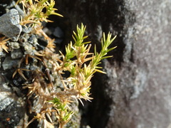 Stellaria gracilenta