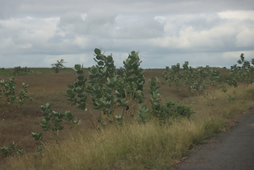 giant milkweed