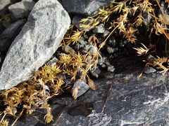 Stellaria gracilenta