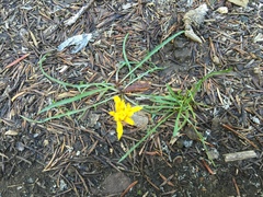 Nothocalais alpestris