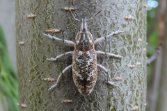 Cyphocleonus achates