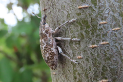 Cyphocleonus achates