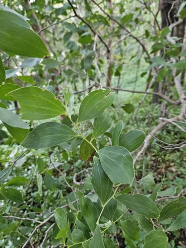 Acacia oraria observed 2024-06-27