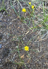 Nothocalais alpestris