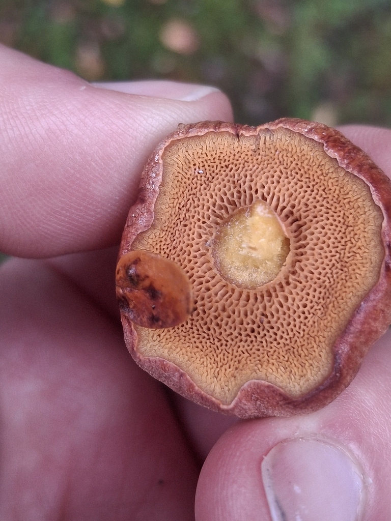 Chalciporus piperatus · May 2025 · photo: © jupal04 (iNaturalist, cc-by)
