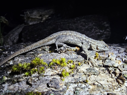 iNaturalist observation photo of Coast Range Fence Lizard